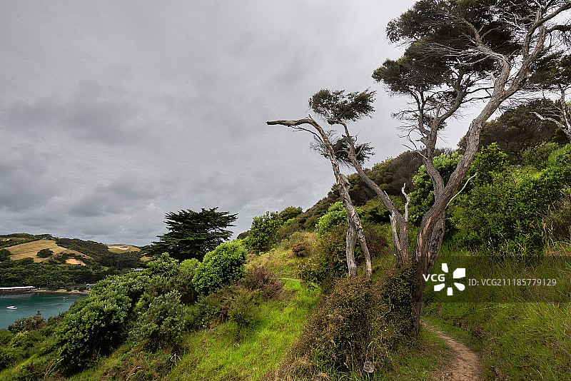 怀赫科岛植被、大海、天空和云彩的美丽景色图片素材
