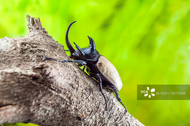 格氏叉犀金龟或大力神甲虫图片素材
