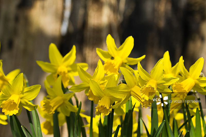 水仙花图片素材