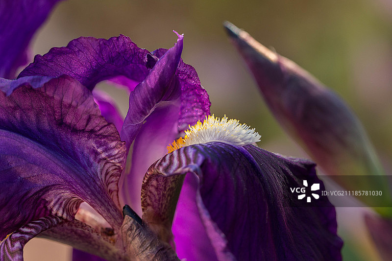 鸢尾花拼布图片素材