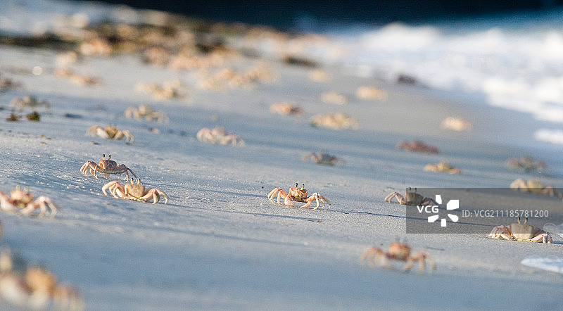 海滩上的螃蟹图片素材