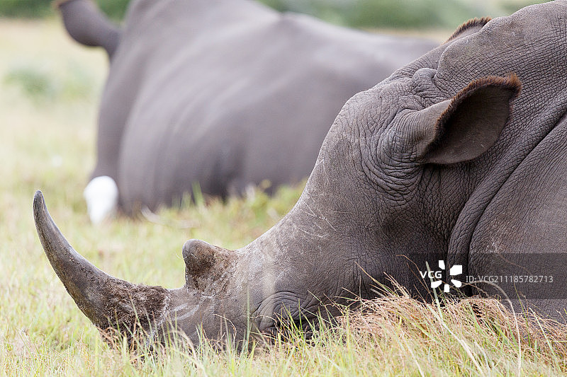 仍然有角的白犀牛图片素材