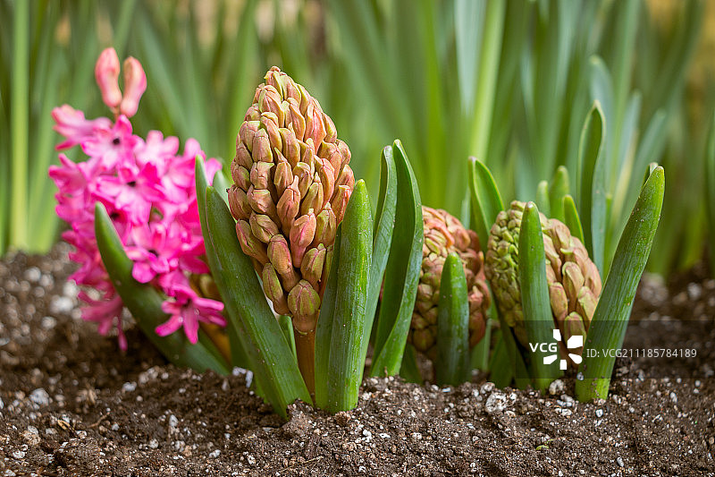 春意盎然图片素材