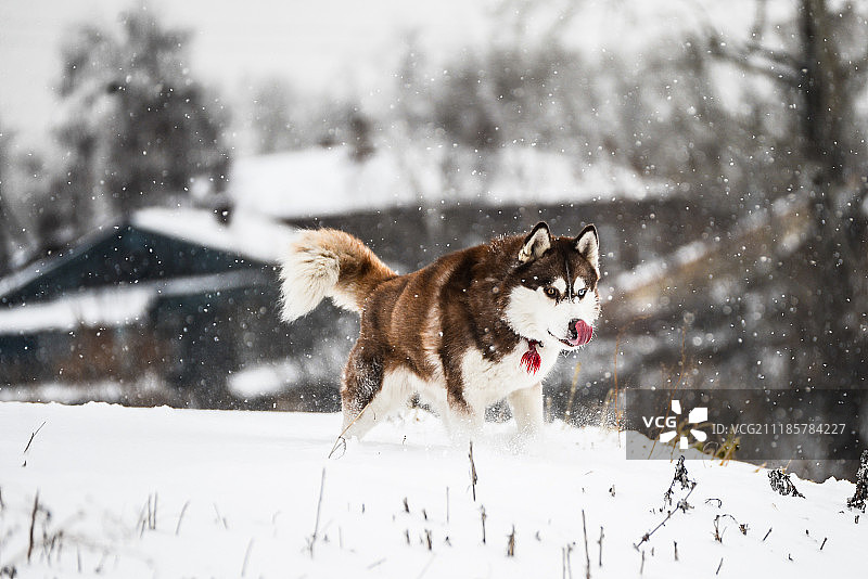 雪中的狗图片素材