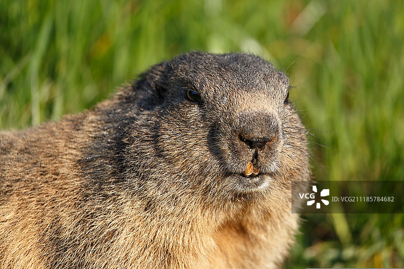 土拨鼠特写图片素材