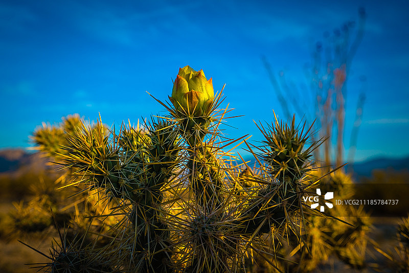 花的照片图片素材