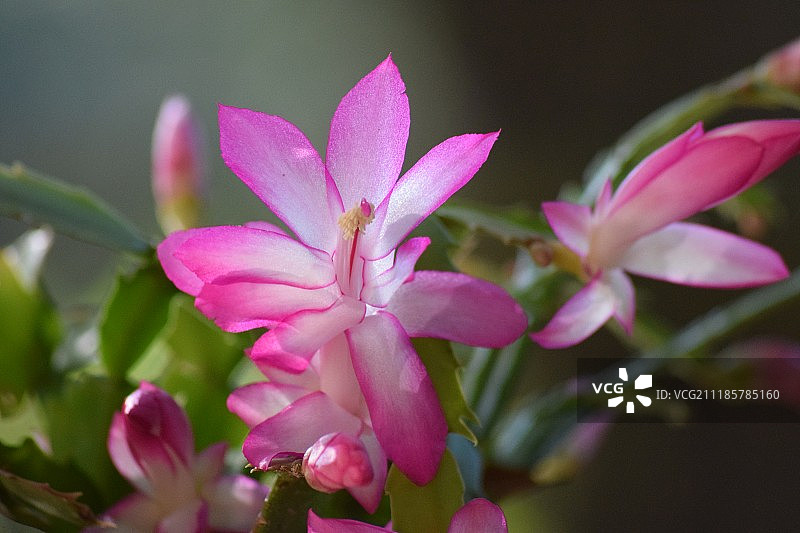 圣诞仙人掌花朵微距拍摄图片素材