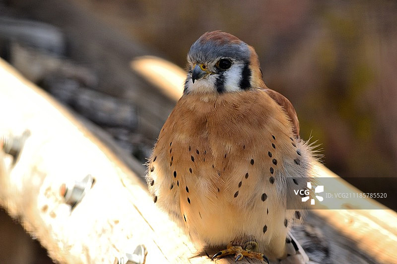 美洲红隼特写图片素材