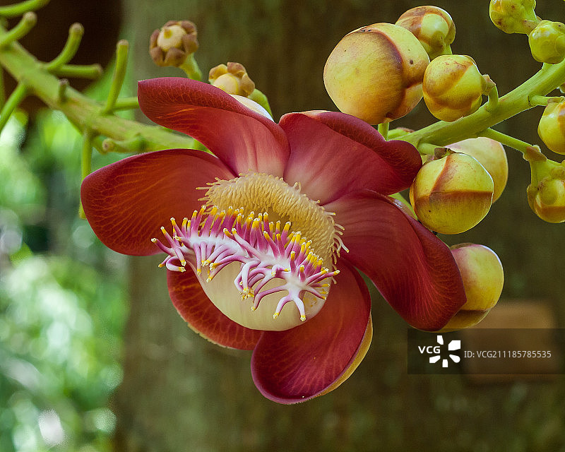 炮弹果树图片素材