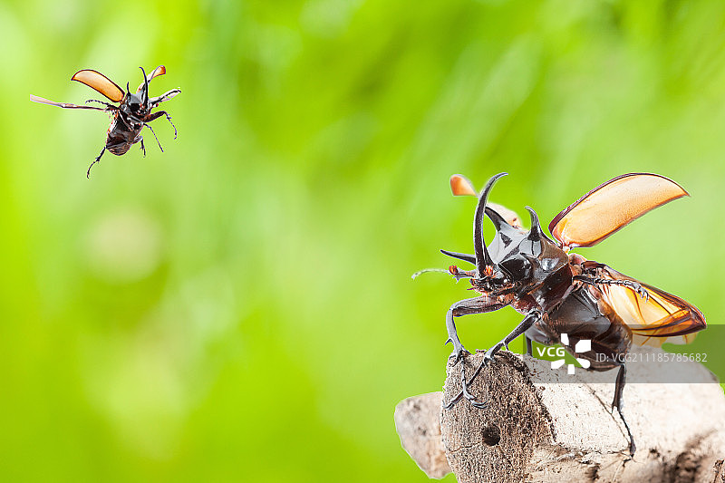 格氏叉犀金龟或大力神甲虫图片素材