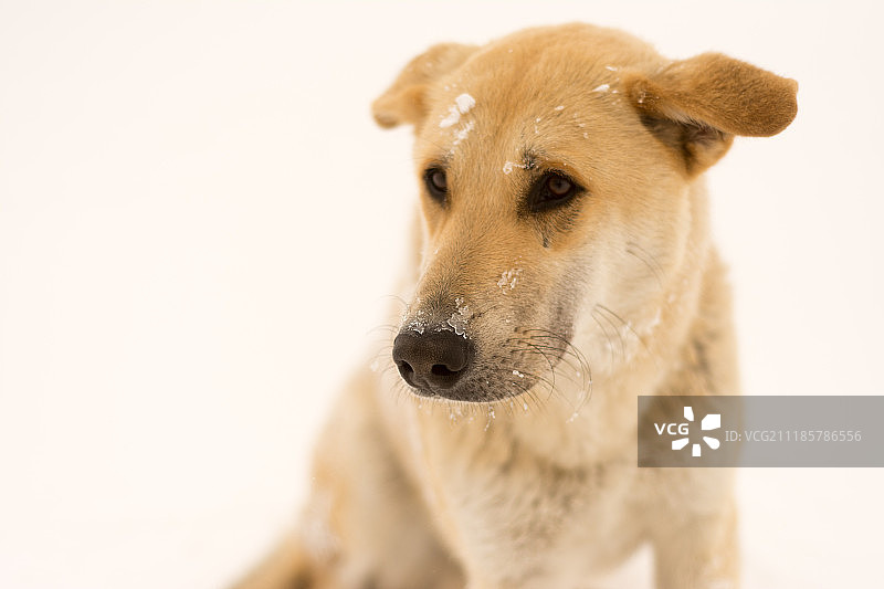 孤独的狗的肖像图片素材