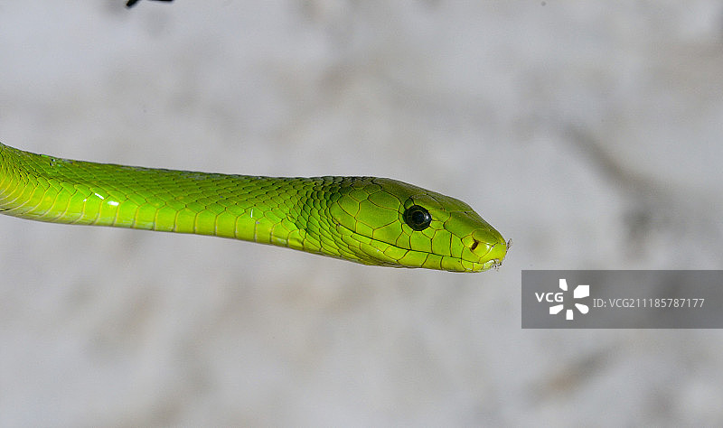绿曼巴蛇的头部和身体图片素材