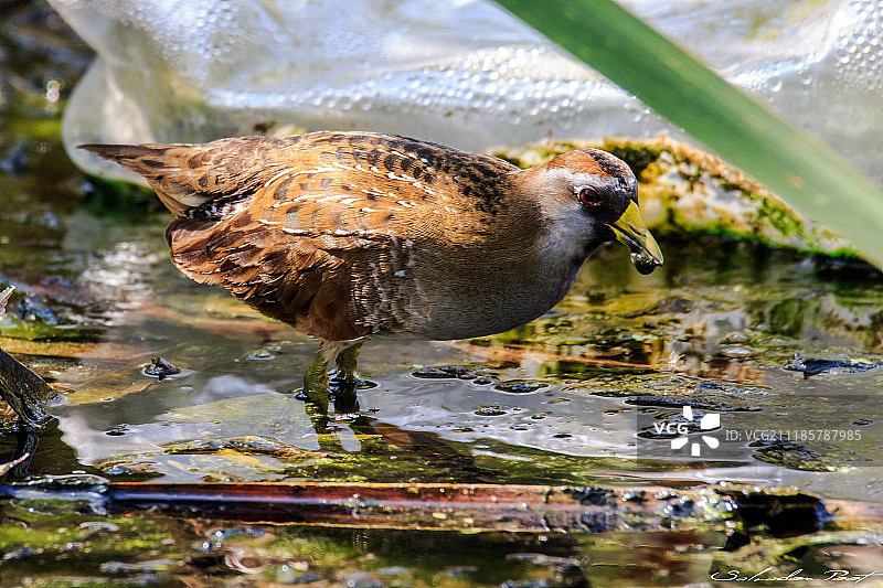 索拉秧鸡图片素材