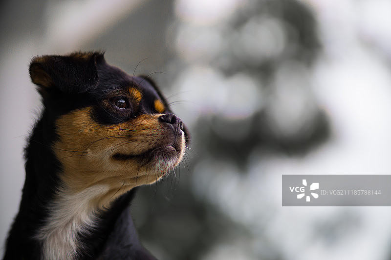 狗的特写图片素材