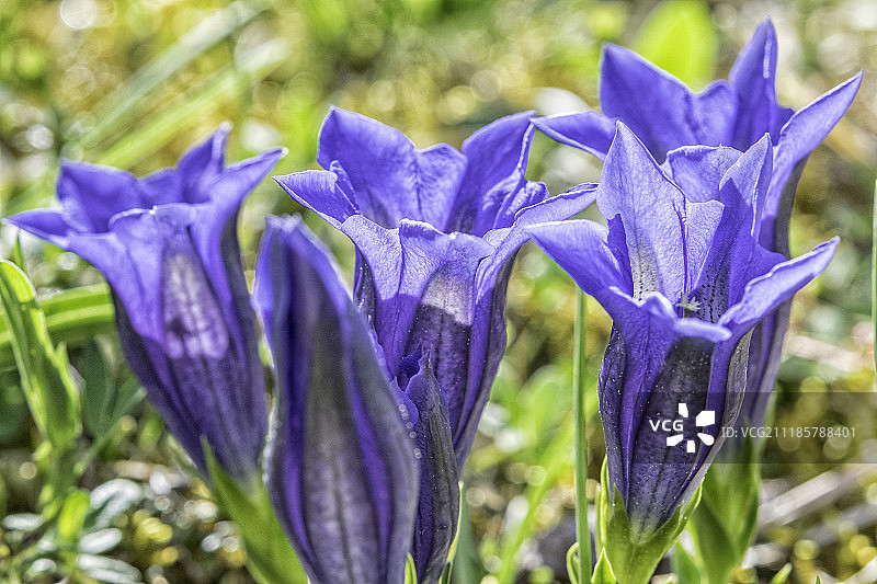 克卢西乌 gentiana图片素材