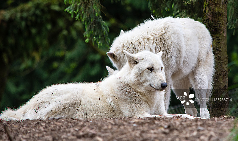 两只狼图片素材
