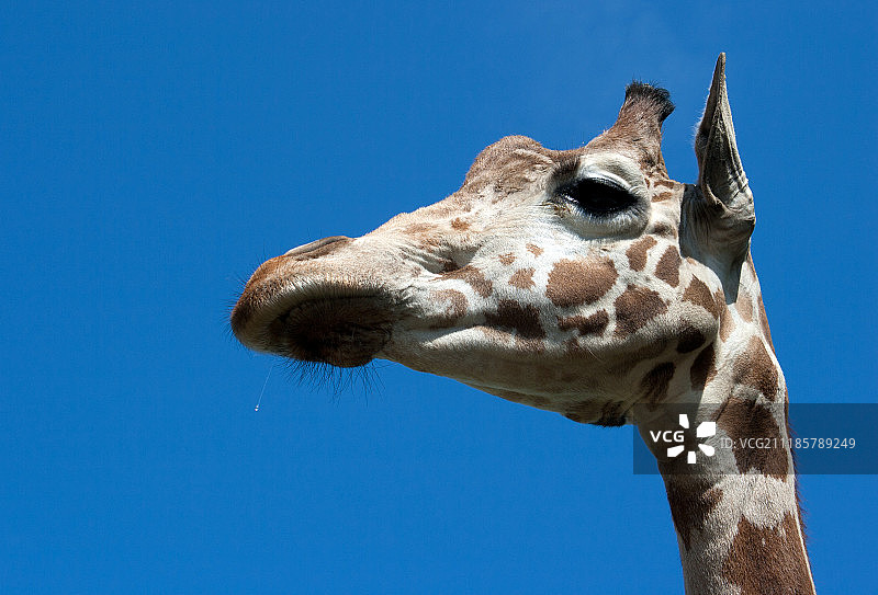 长颈鹿头部图片素材