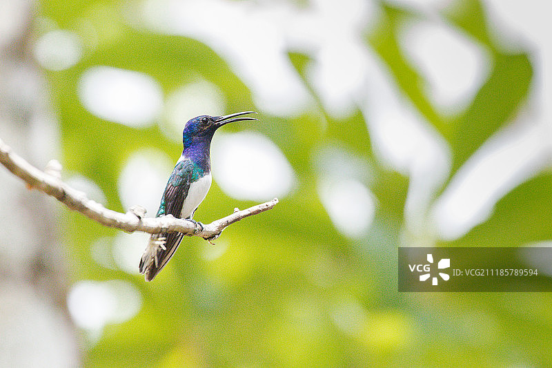 蜂鸟科图片素材