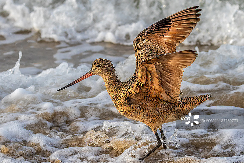 涉水滨鹬图片素材