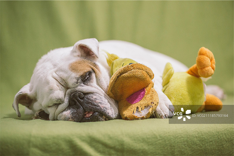 喜爱我的小鸭子!图片素材