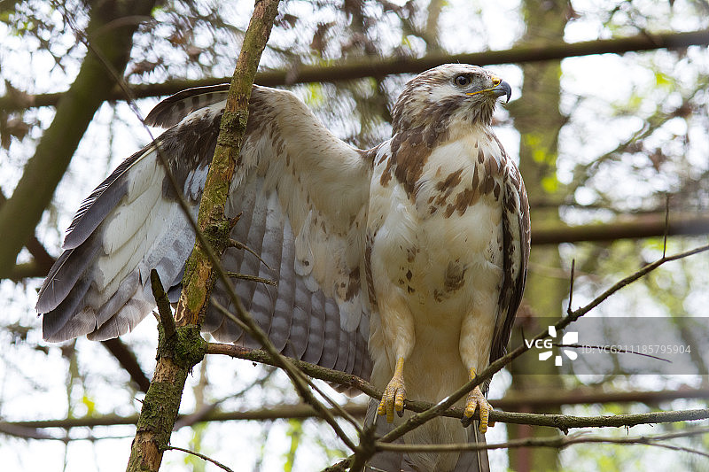 毛脚鵟特写图片素材