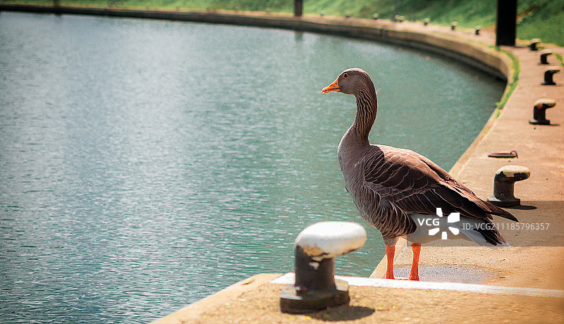 警惕的鸟图片素材