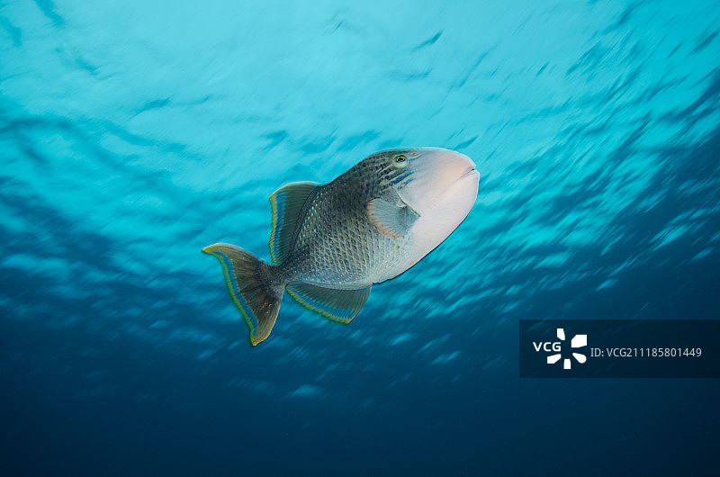 马来西亚拉央拉央的炮弹鱼图片素材