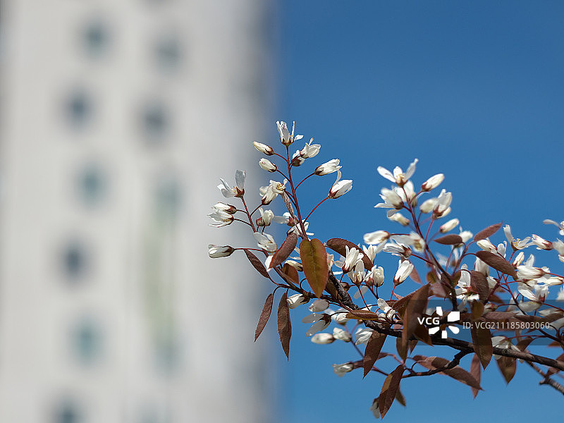 美女与野兽图片素材