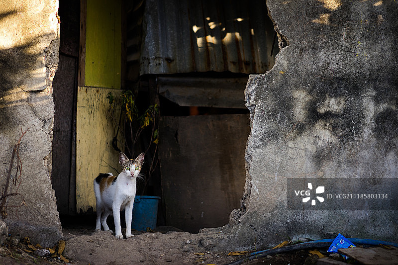 在废墟中图片素材