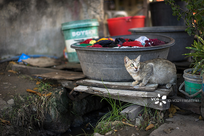 流浪猫坐在洗衣盆旁图片素材
