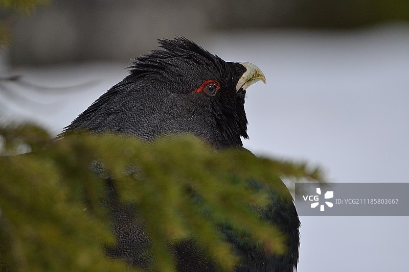 松鸡特写图片素材