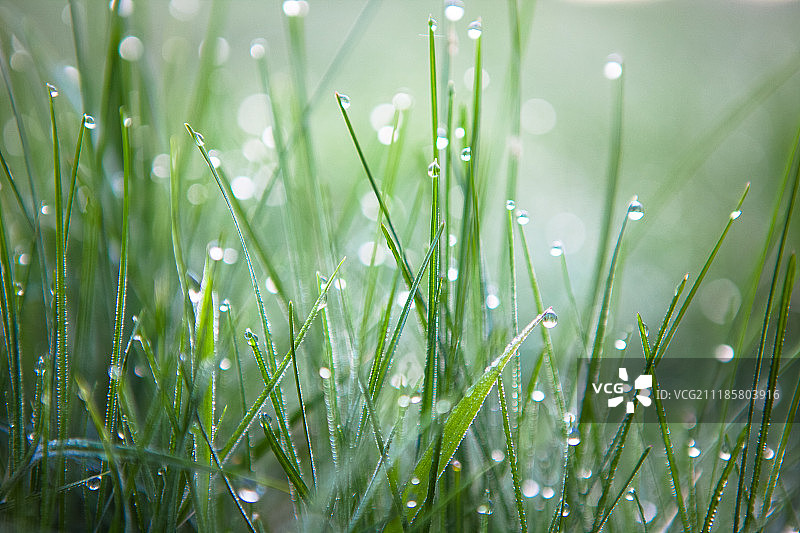 带露珠的翠绿草地图片素材