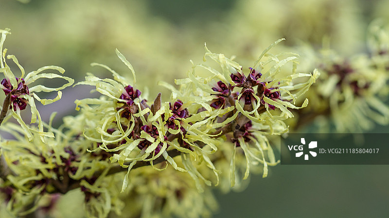 金缕梅图片素材