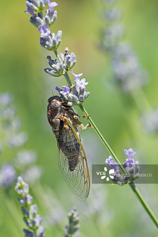 幼年蝉图片素材
