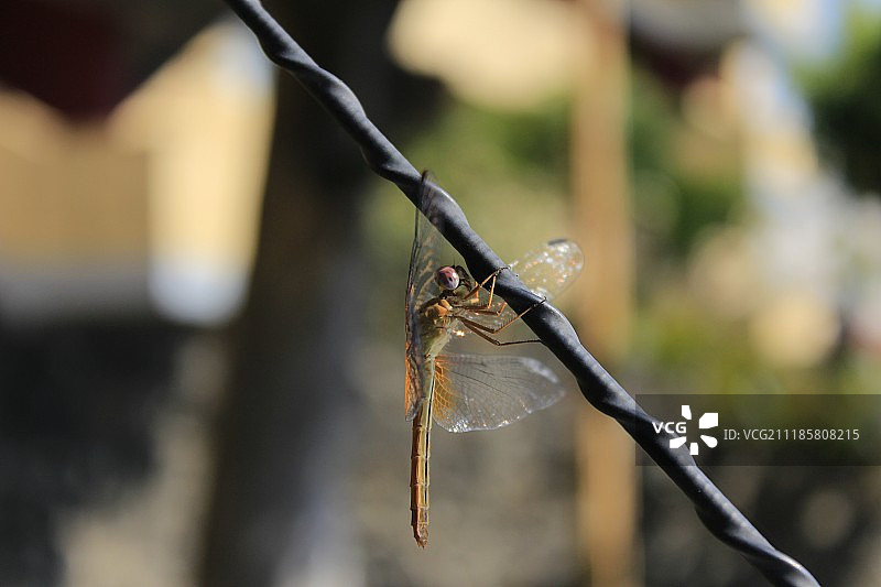 蜻蜓的特写镜头图片素材