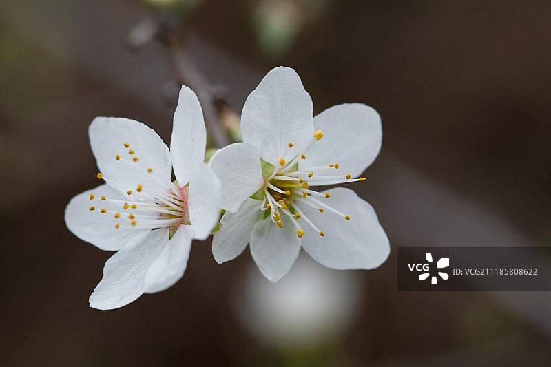 白色花朵图片素材