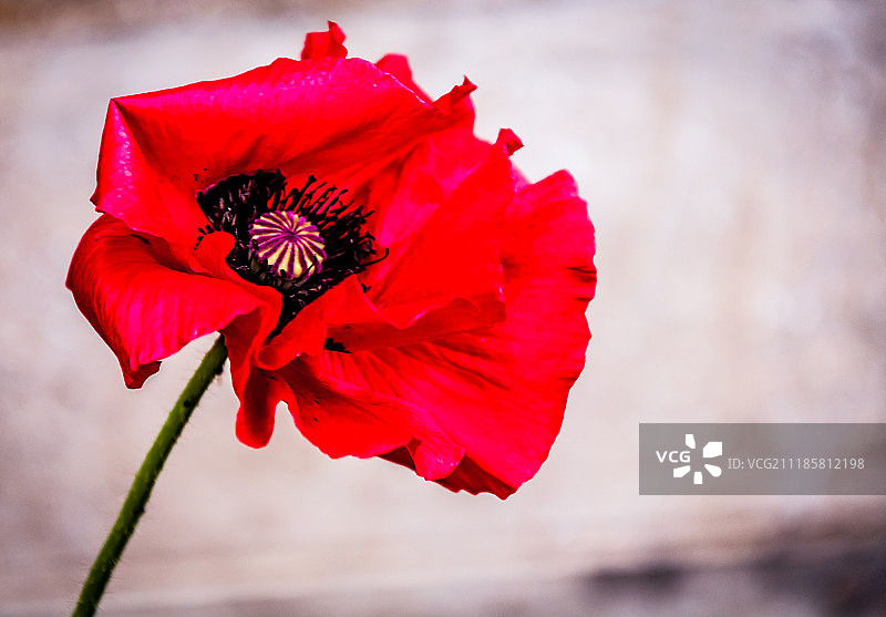 红色罂粟花图片素材