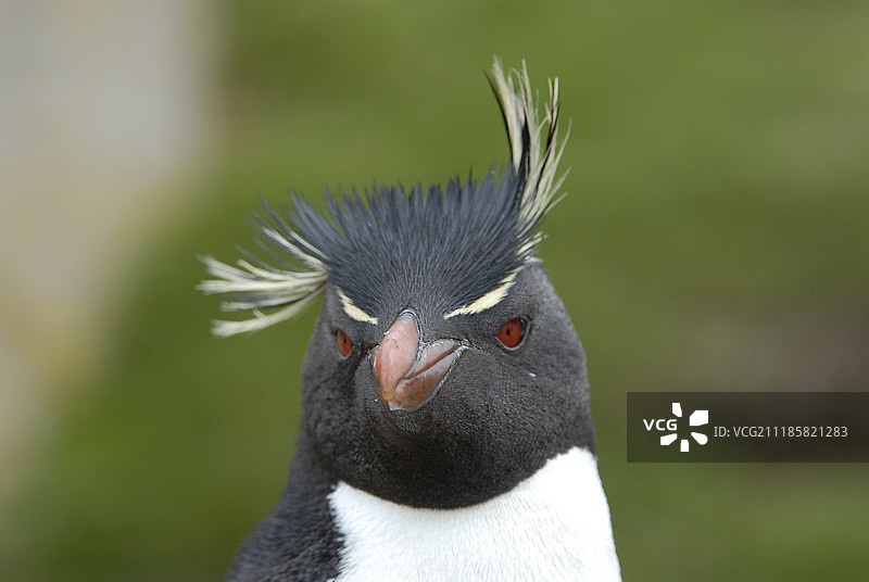 福克兰群岛的跳岩企鹅图片素材