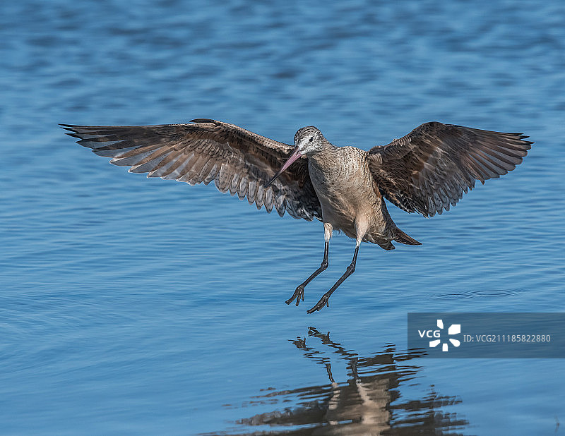 斑塍鹬图片素材