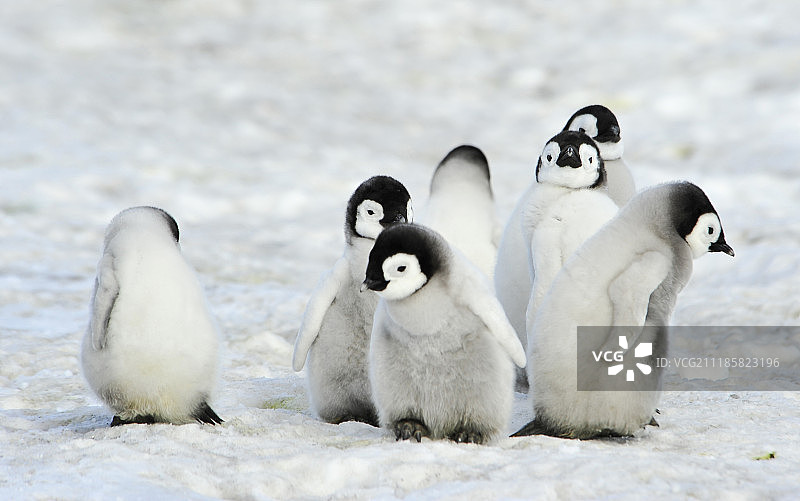 帝企鹅幼崽图片素材