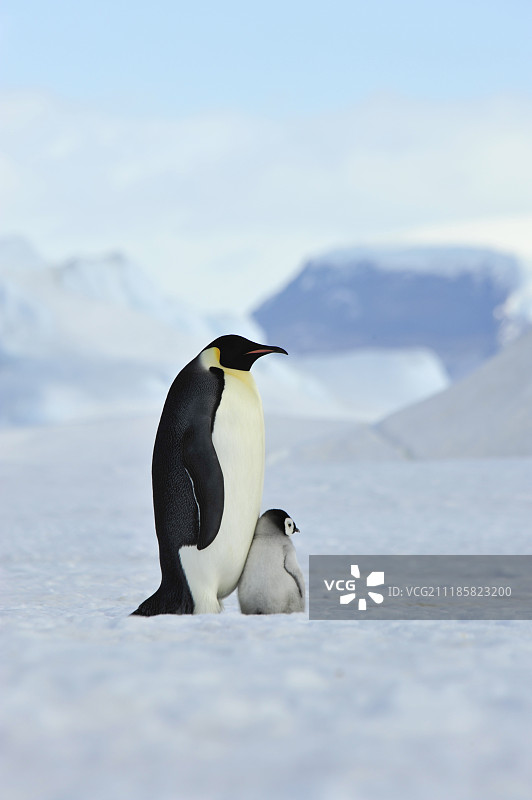 带雏鸟的帝企鹅图片素材