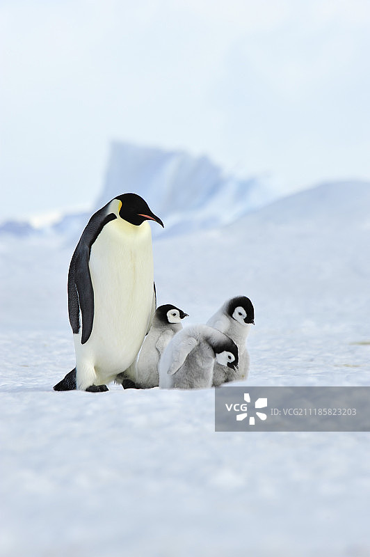 带雏鸟的帝企鹅图片素材
