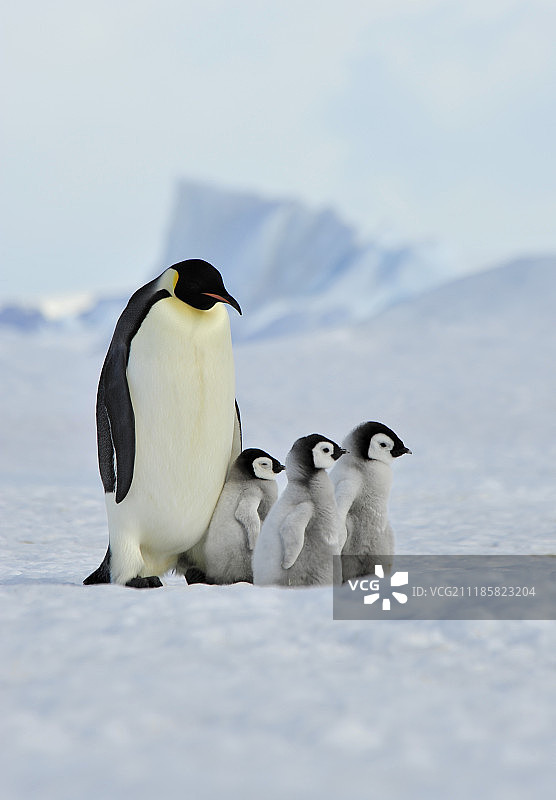 带雏鸟的帝企鹅图片素材