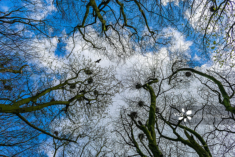 仰望树冠图片素材