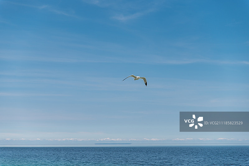 飞翔的海鸥图片素材