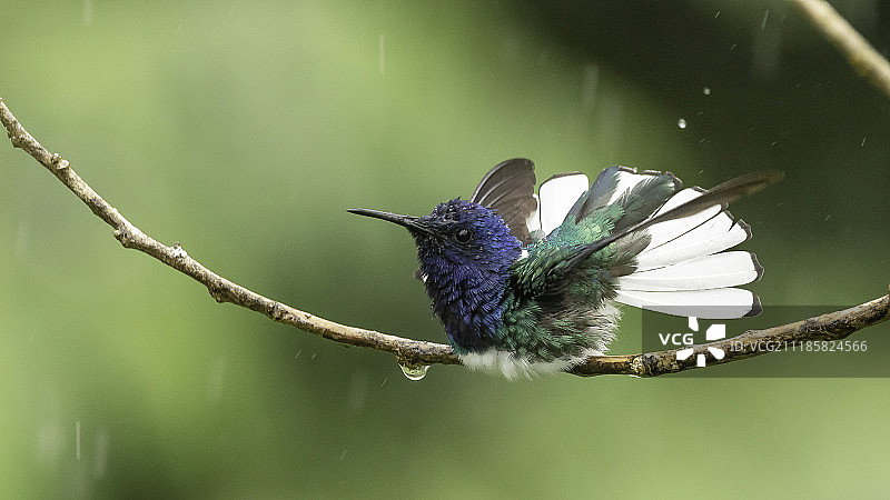 沐浴在雨中图片素材