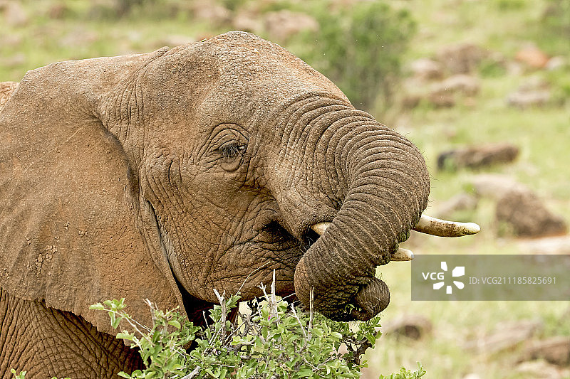 奇妙的树干图片素材