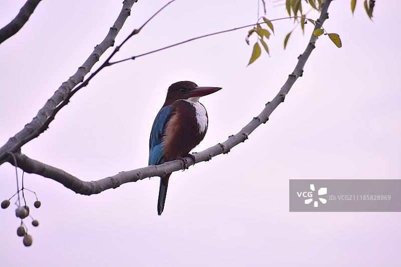 白胸翡翠图片素材