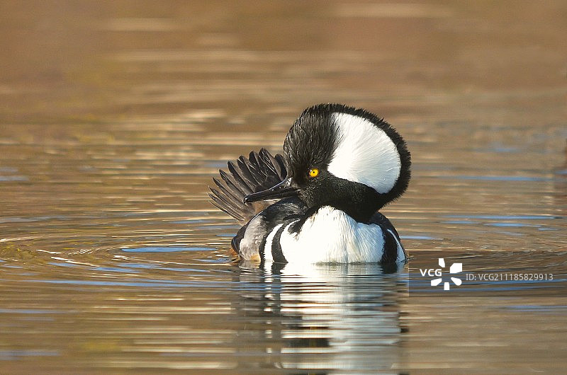 雄性鹊鸭图片素材
