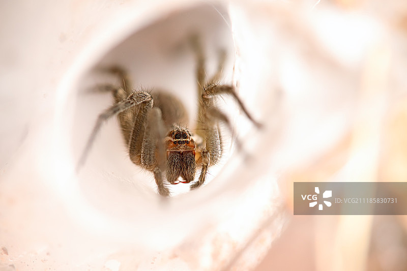 漏斗网蜘蛛图片素材